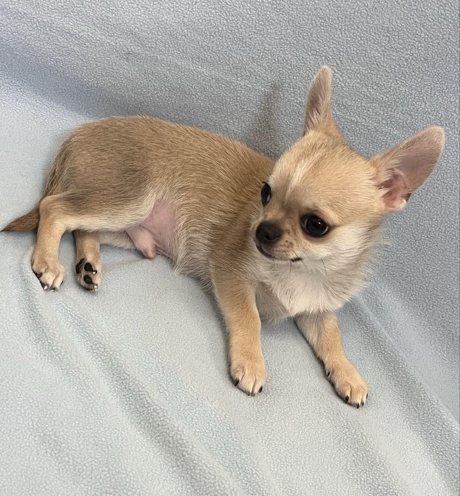 Chihuahua Macho Pequenino