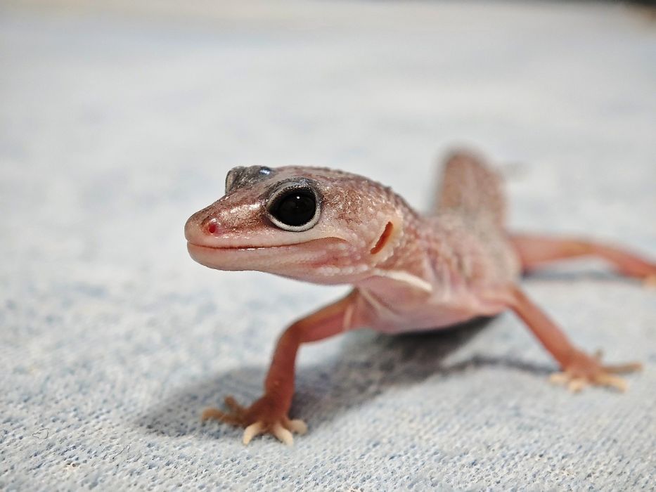 Młoda samica gekona lamparciego.