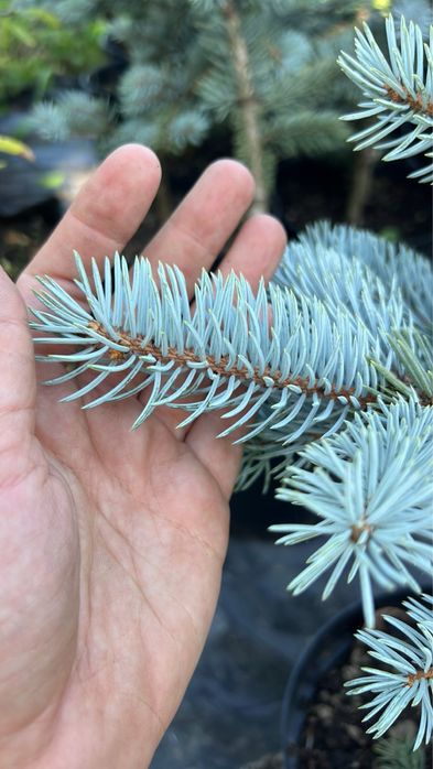 Хупсі (2,3річні)