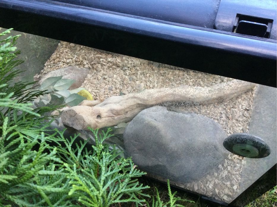 Terrarium okazja weekendowa z częściowy wyposażeniem jak na zdjęciach