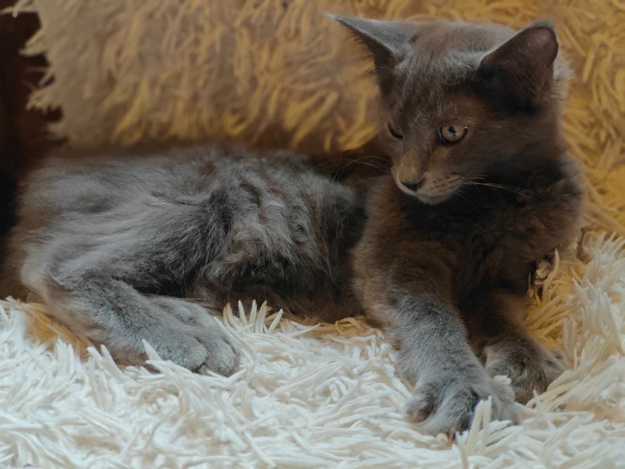 Kocięta Mco Maine coon niebieskie srebrne dymne fpl ccf