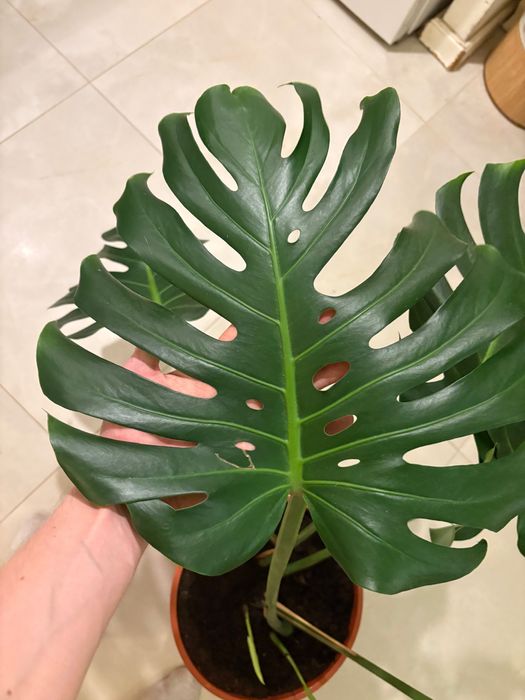 Monstera Big Form XXL