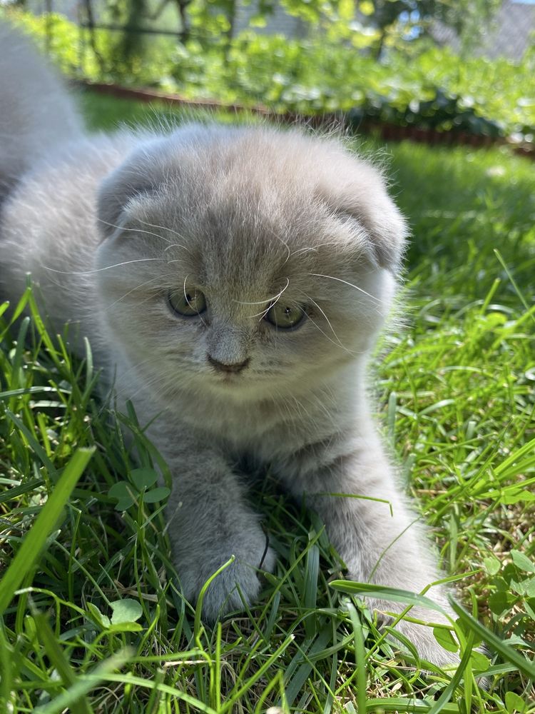 Шотландські кошенята, стріт фолд/скотіш фолд