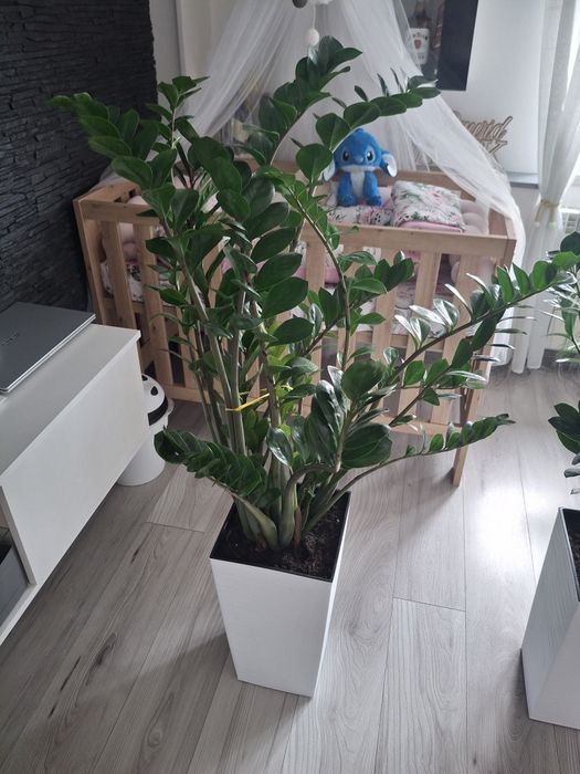 Sprzedam zamiokulkasy