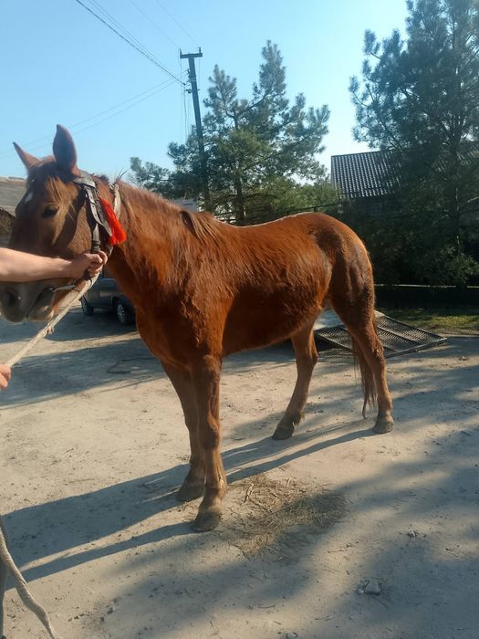 Продається кобила!