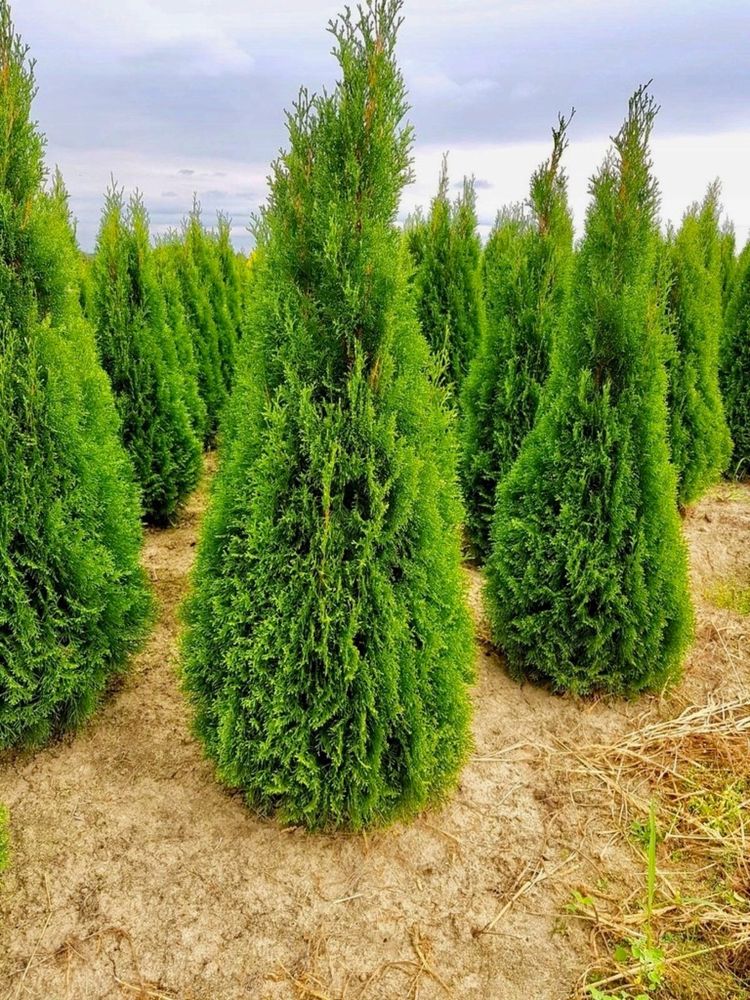 Thuja smaragd tuja szmaragd 100-120 cm PISARZOWICE