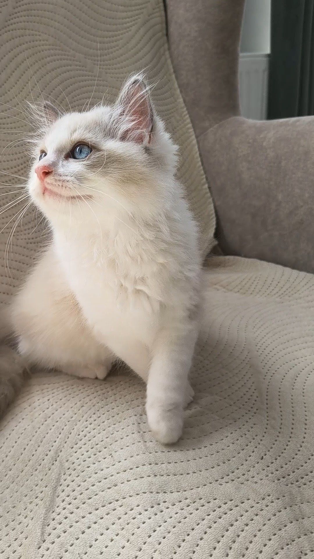 Ragdoll Kocurek Nelson