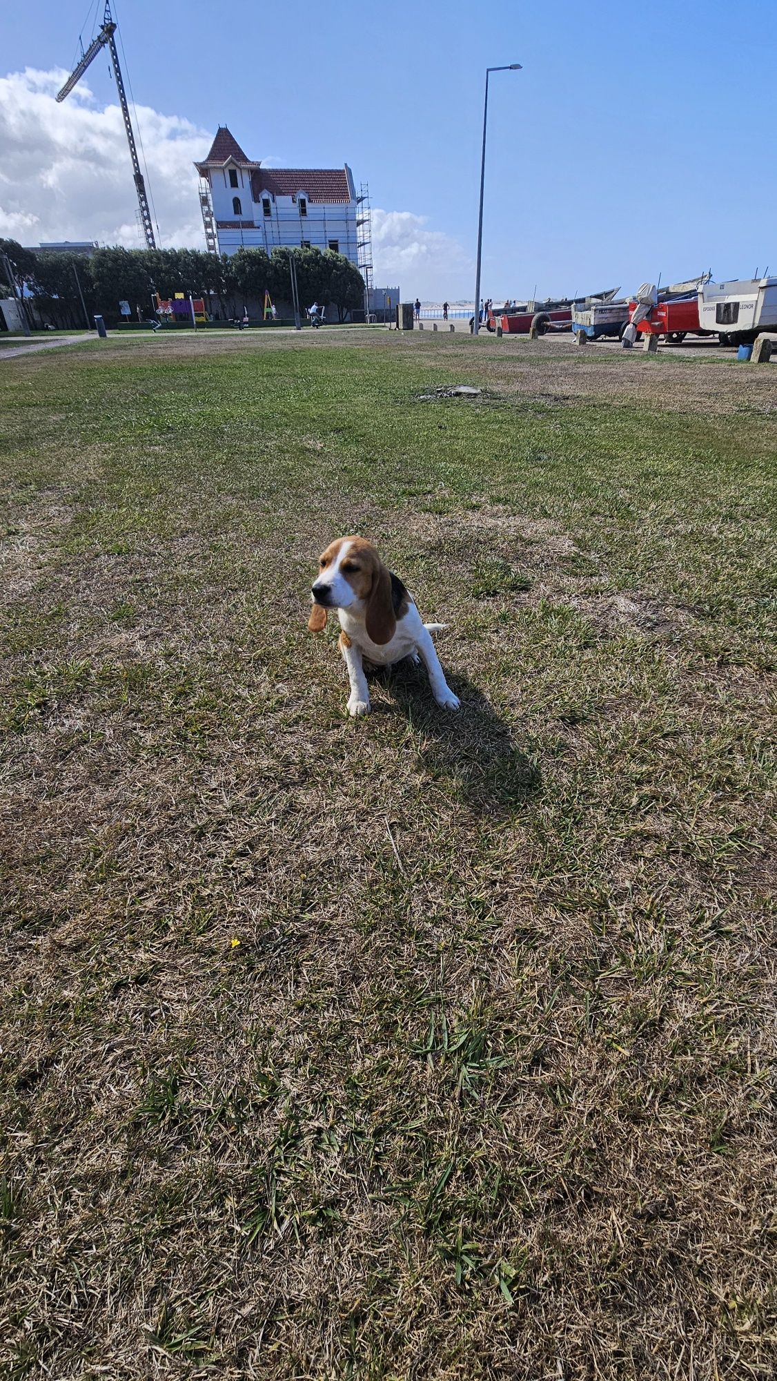 Beagle tricolor macho