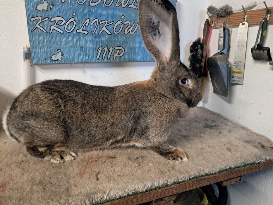 Likwidacja hodowli samiec samice młodzież