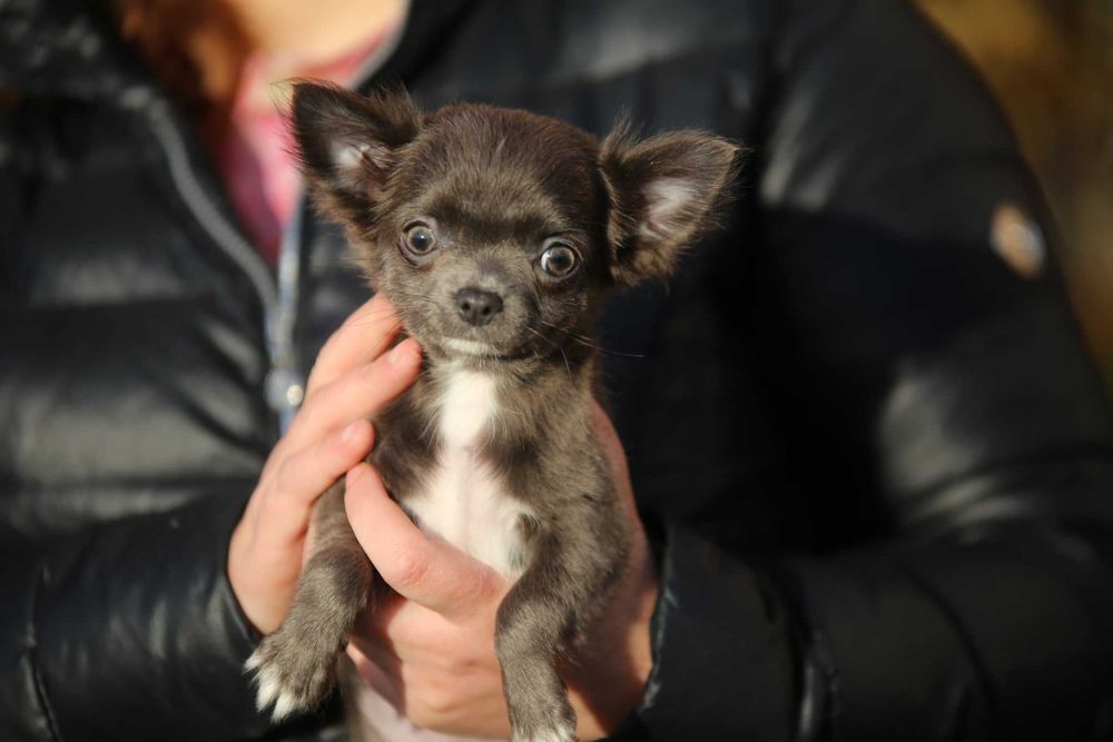 Chihuahua suczka niebieska zkwp