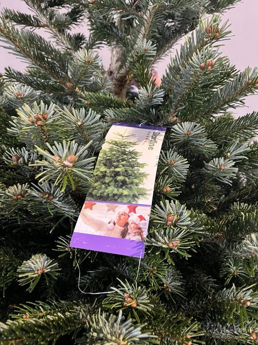 Ялинка жива на новий рік Ялиця Нордмана Преміум пушиста Піхта, Пихта