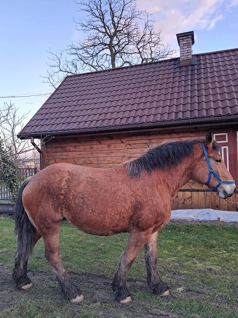 Klacz zimnokrwista źrebna