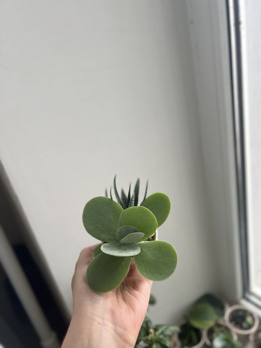 Набір сукулентів