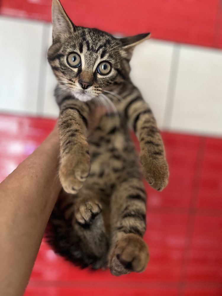 Кошеня 2,5 міс пацан