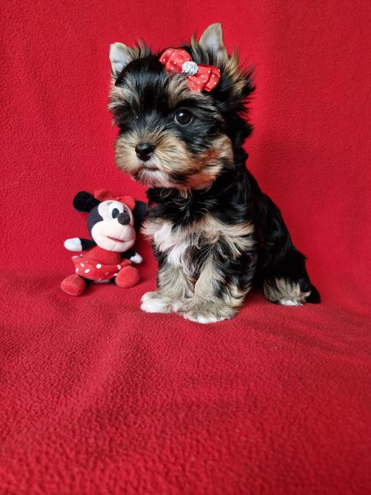 Suczka Livia, gotowa do odbioru