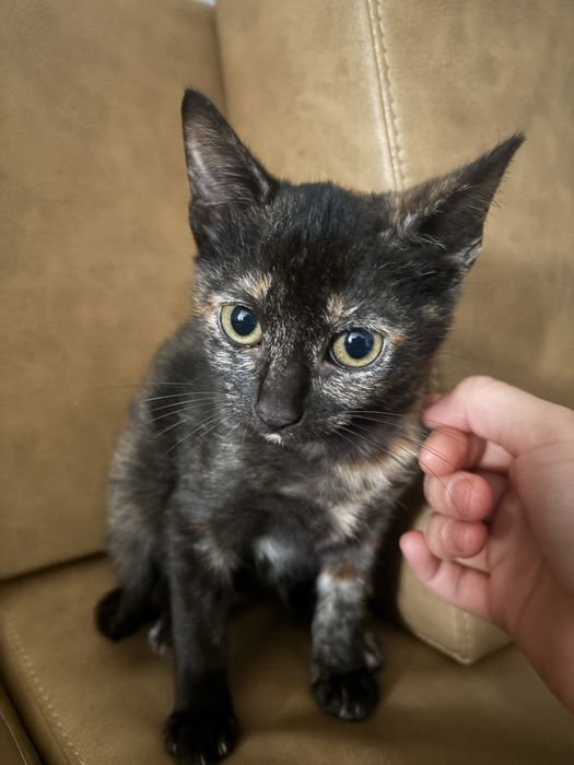 Gatinha para adopção