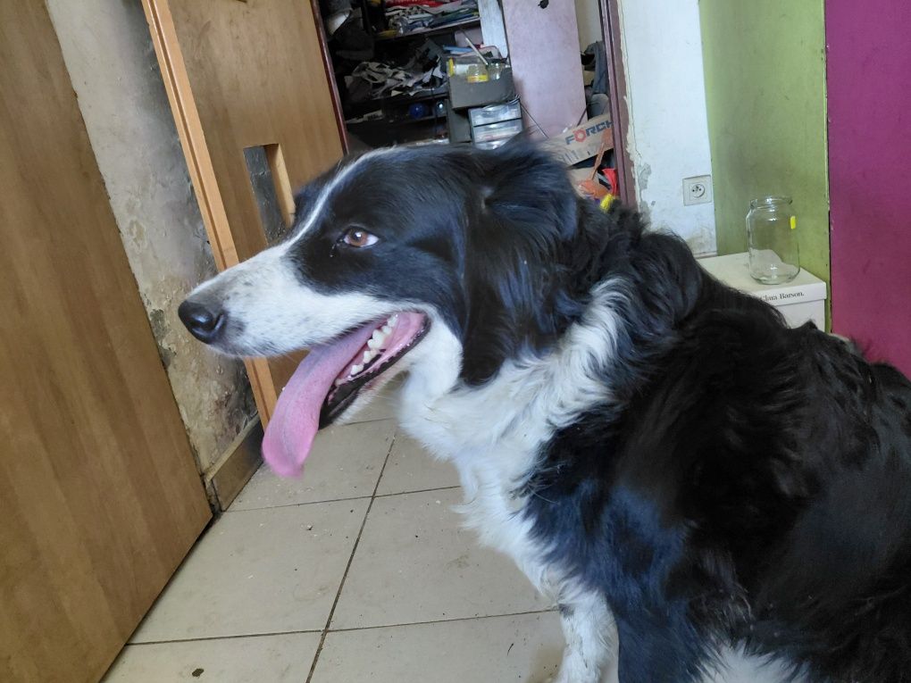 Suczka border collie