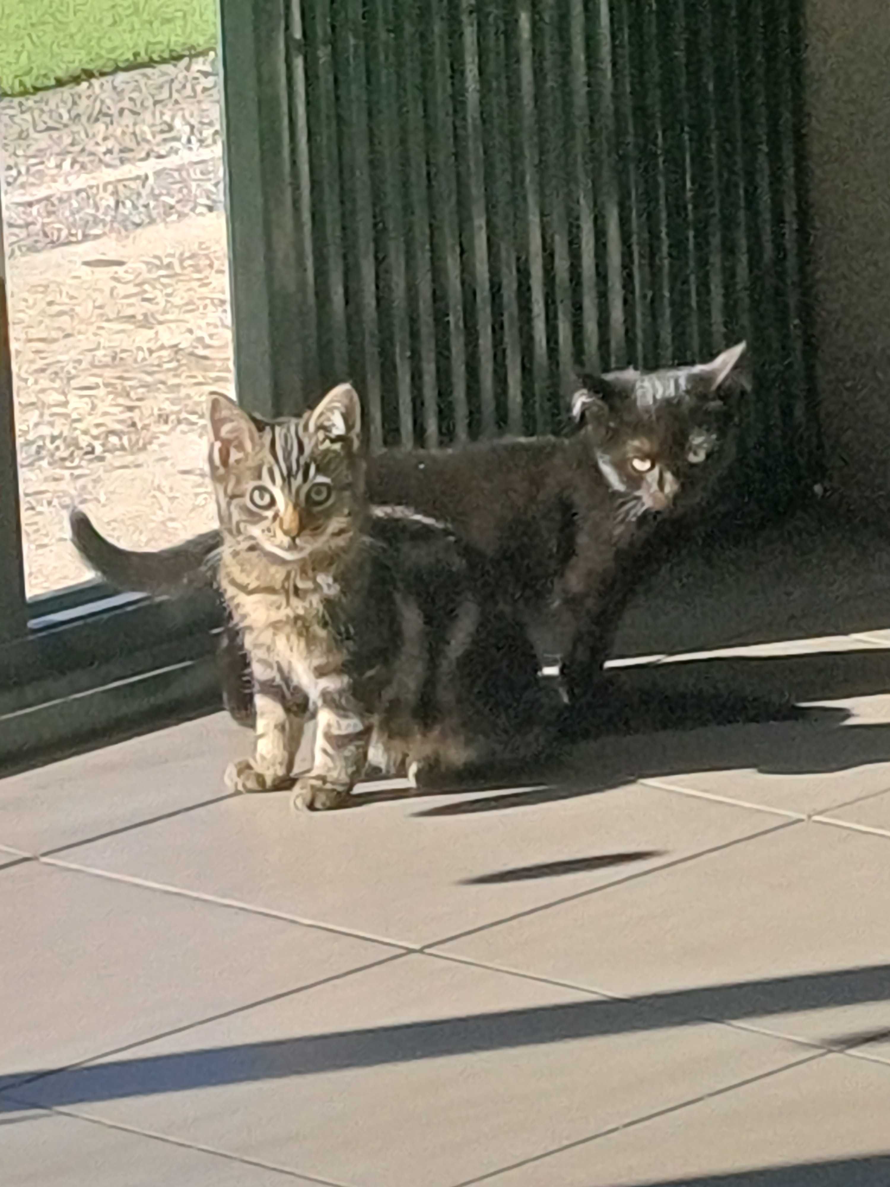 Três gatinhos cheios de amor procuram uma família divertida