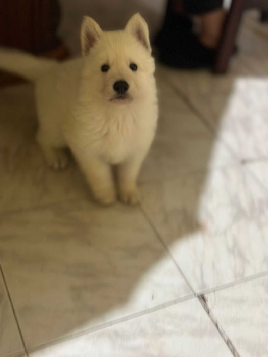 Pastor Branco Suiço