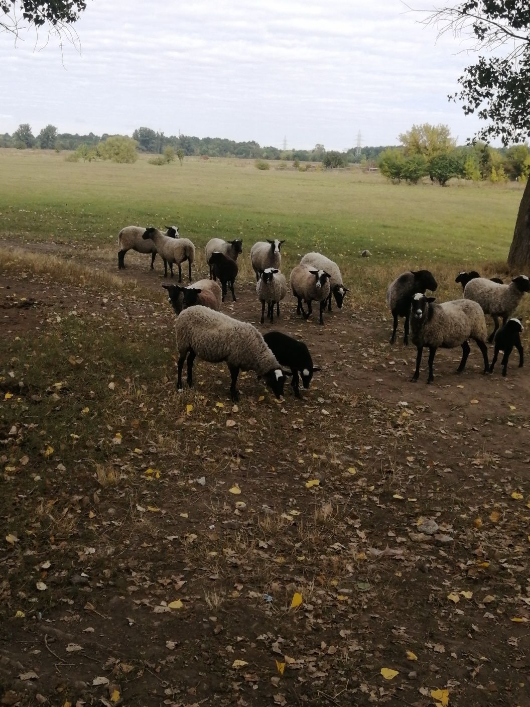 Продам вівці породи романівські