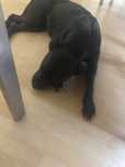 Cadela para adopção
