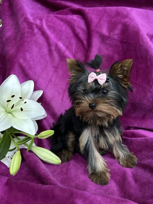 Yorkshire Terrier z rodowodem FCI sunia