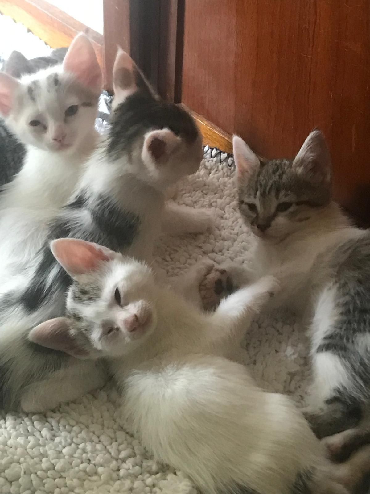 Gatinho malhado com 2 meses em Valongo