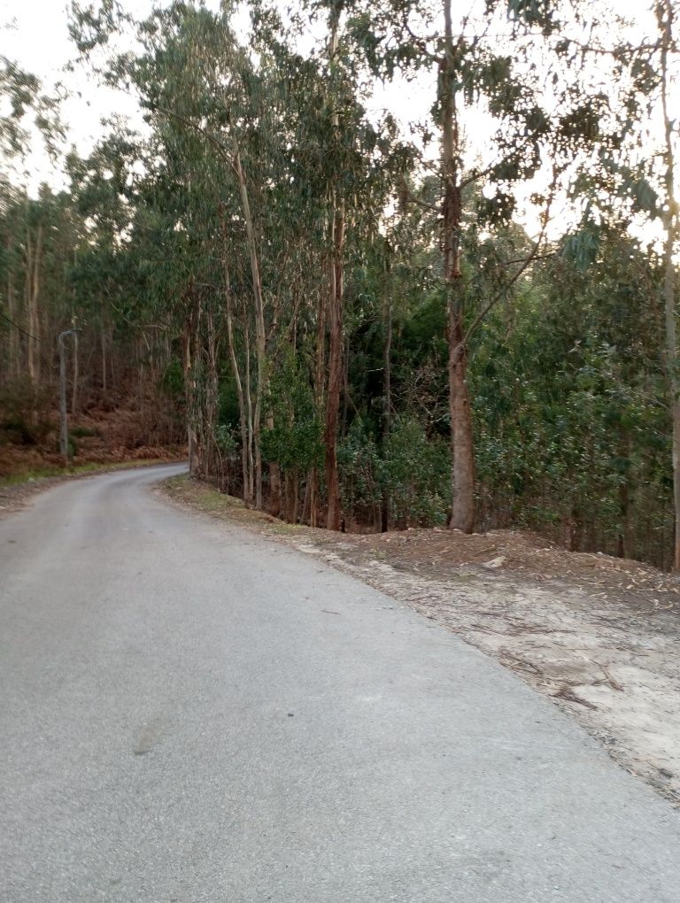 Ótimo terreno com 60 metros de frente á estrada