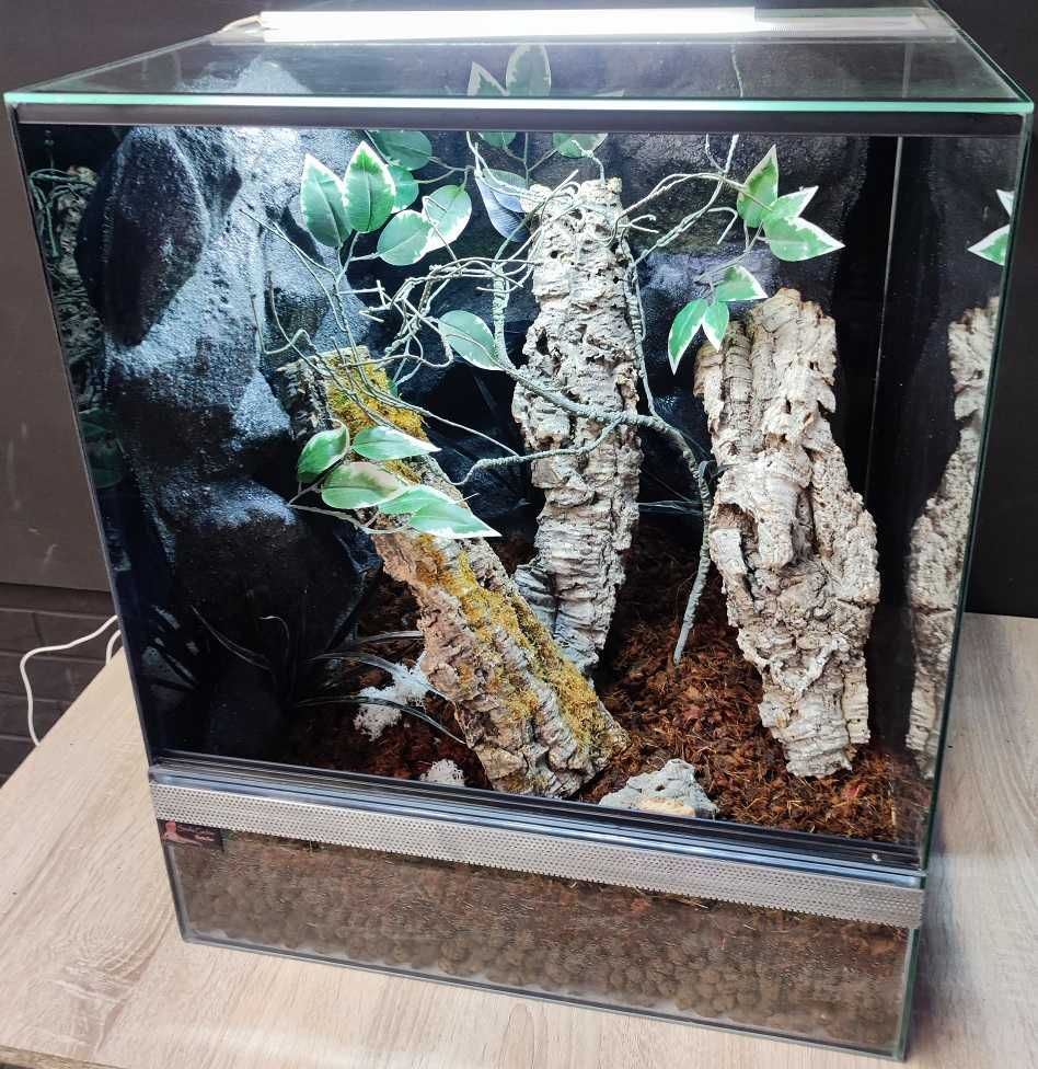 Terrarium szklane nr44 50/50/60 dla gekona drzewołazów żaby DOSTĘPNE