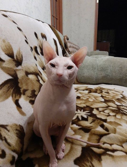 В'язка Донського Сфінкса