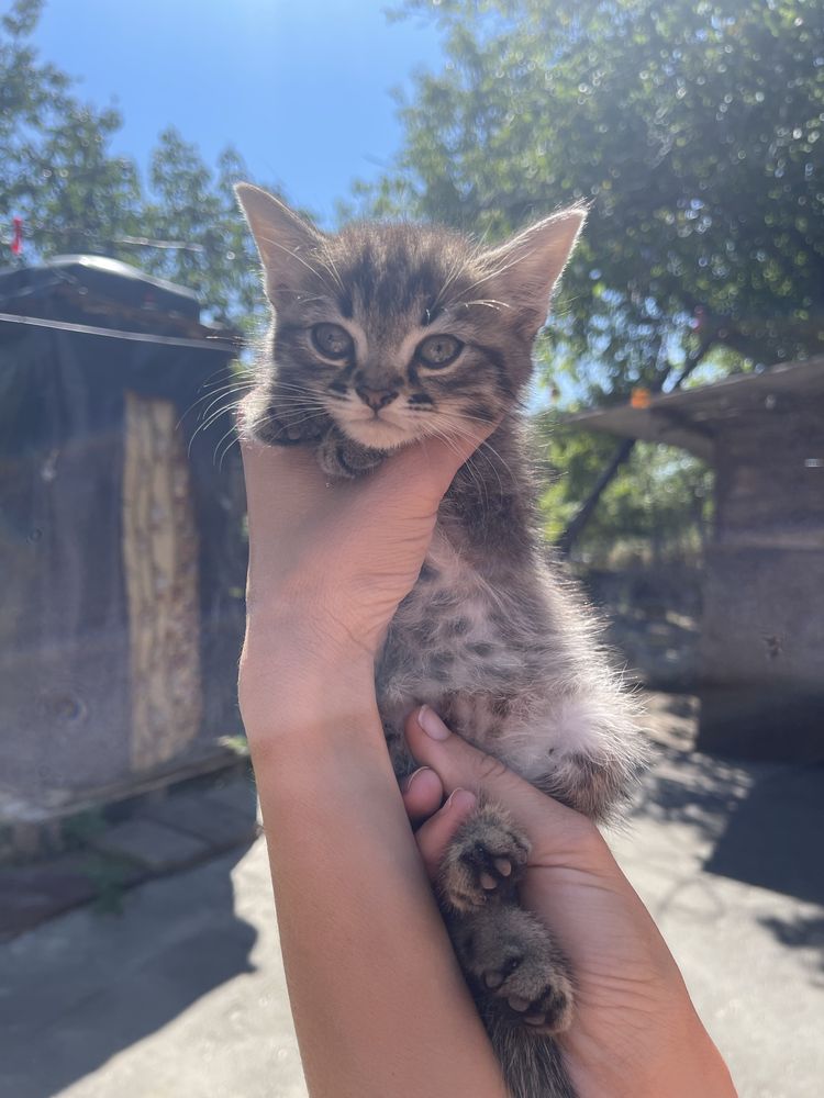Віддам безкоштовно котиків