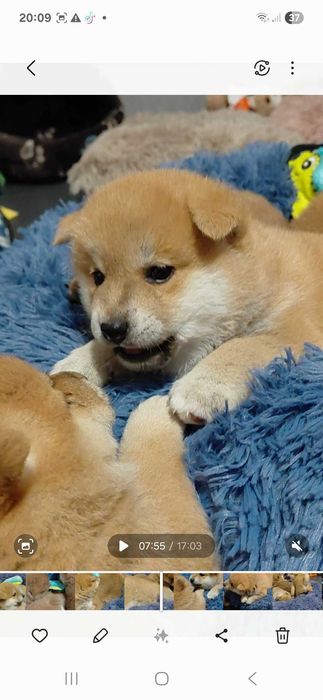 Shiba Inu  ZKwP FCI śliczne szczenie