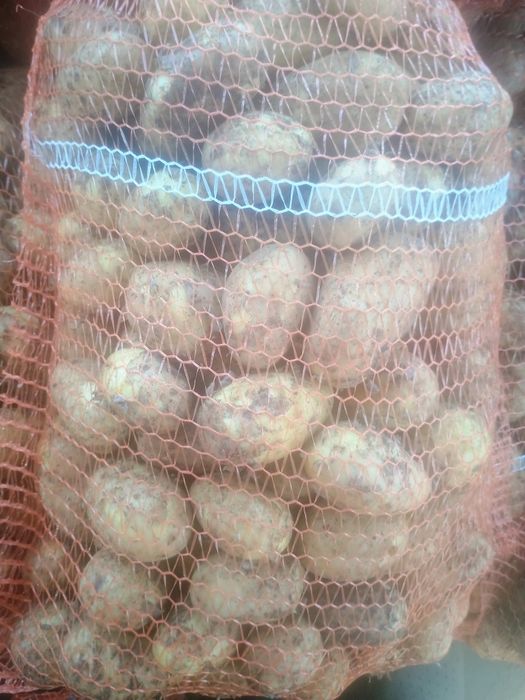 Sprzedam młode ziemniaki odmiany vineta