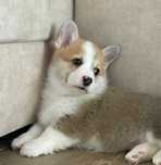 Cachorro Welsh Corgi Pembroke com LOP e Afixo