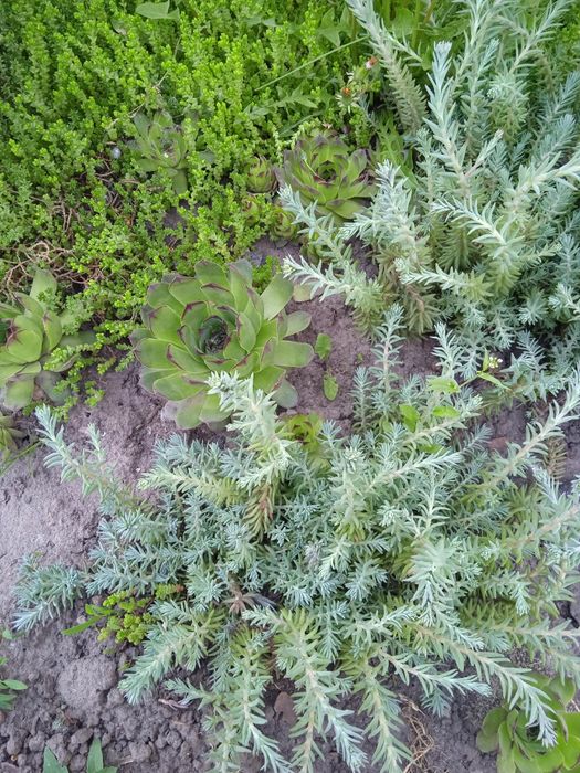 Каменная Роза.Суккулент.Молодило.Очиток.