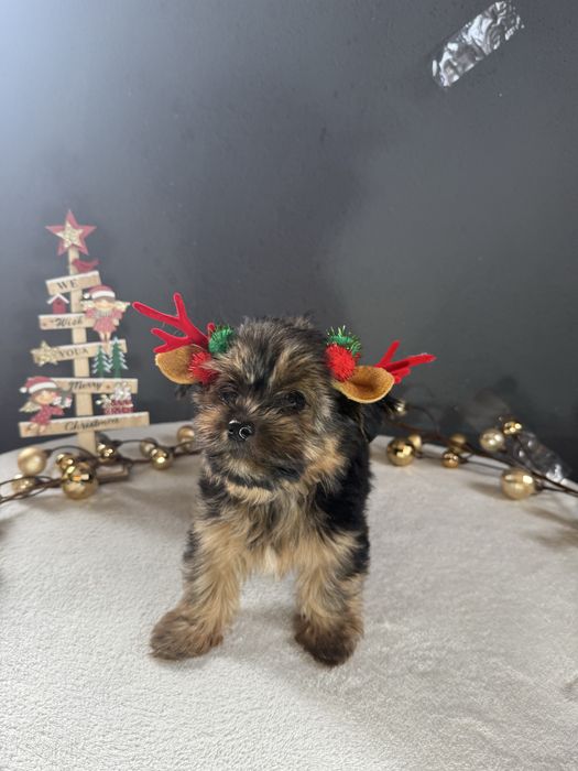 Yorkshire Terrier Macho Fofinho