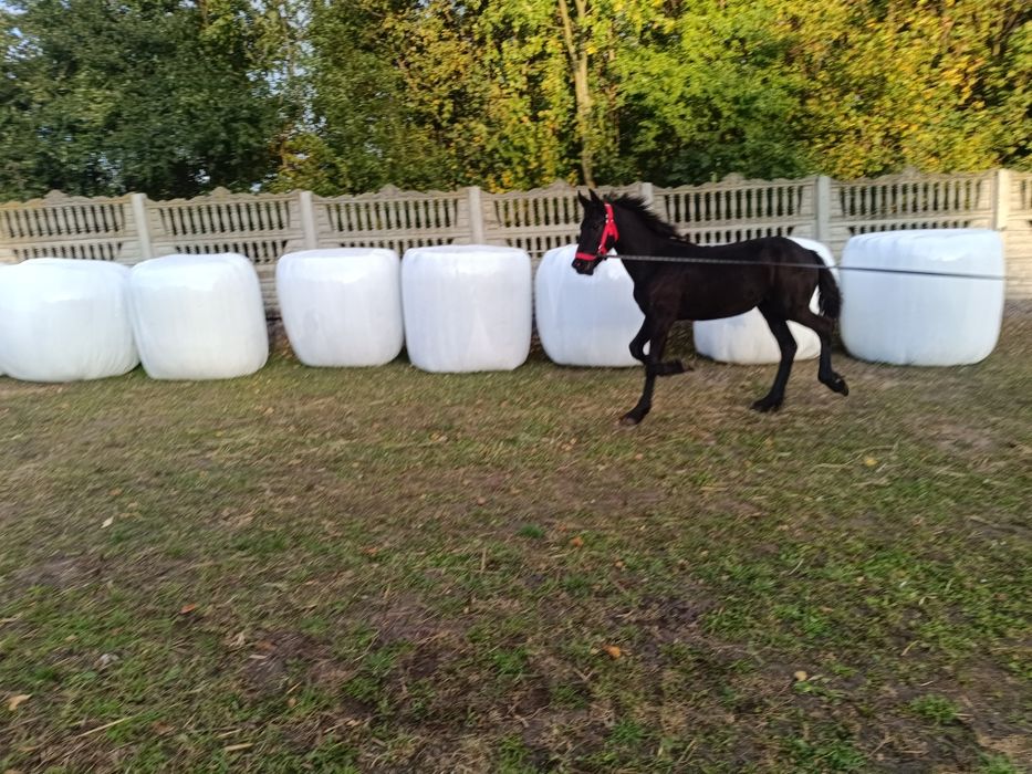 Fryzyjska,fryz,, klacz KFPS. Możliwość transportu