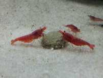 Krewetki Red cherry