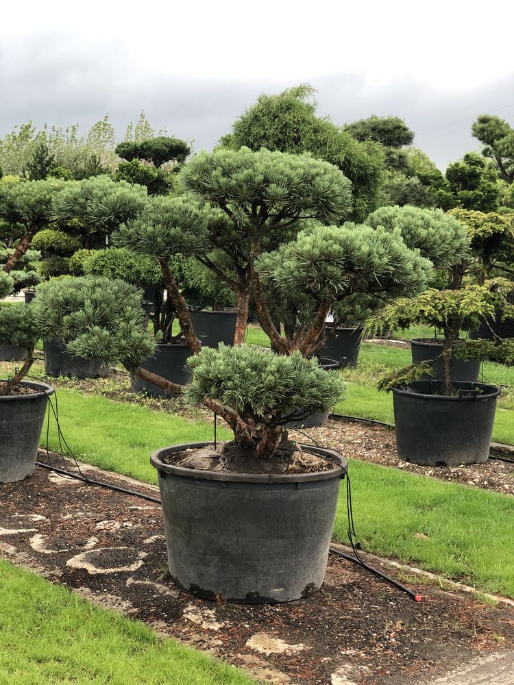 Bonsai drzewa formowane duże sosna jałowiec cis BONSAI PARK