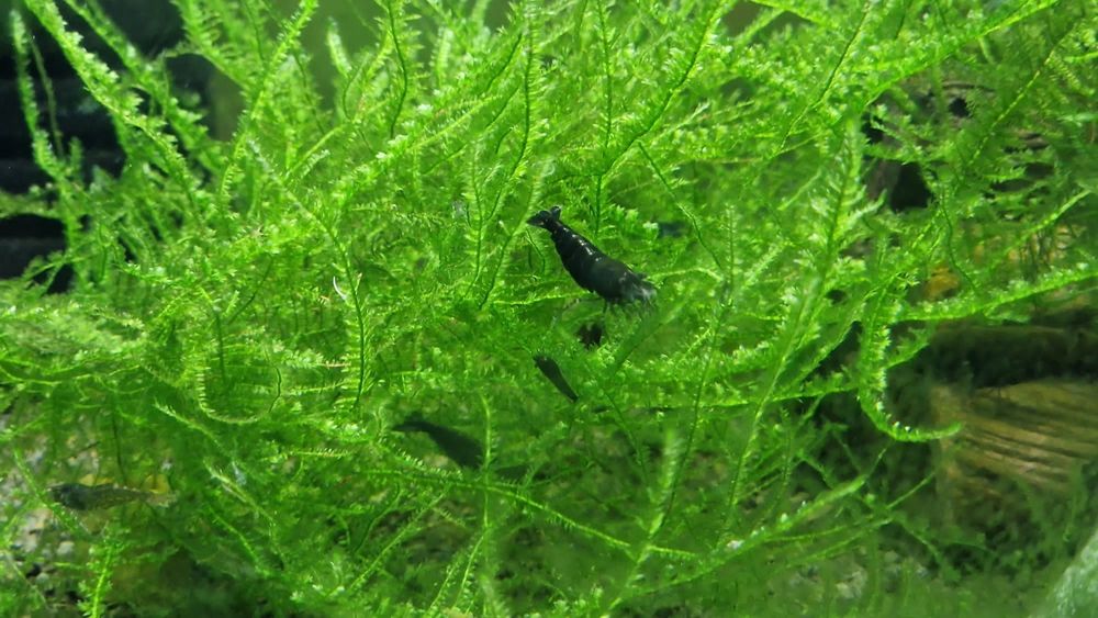 Krewetki Green Jade Neocaridina zielone