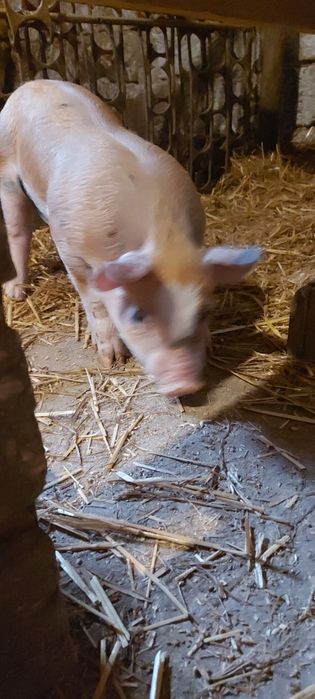 Продаю малих поросят.