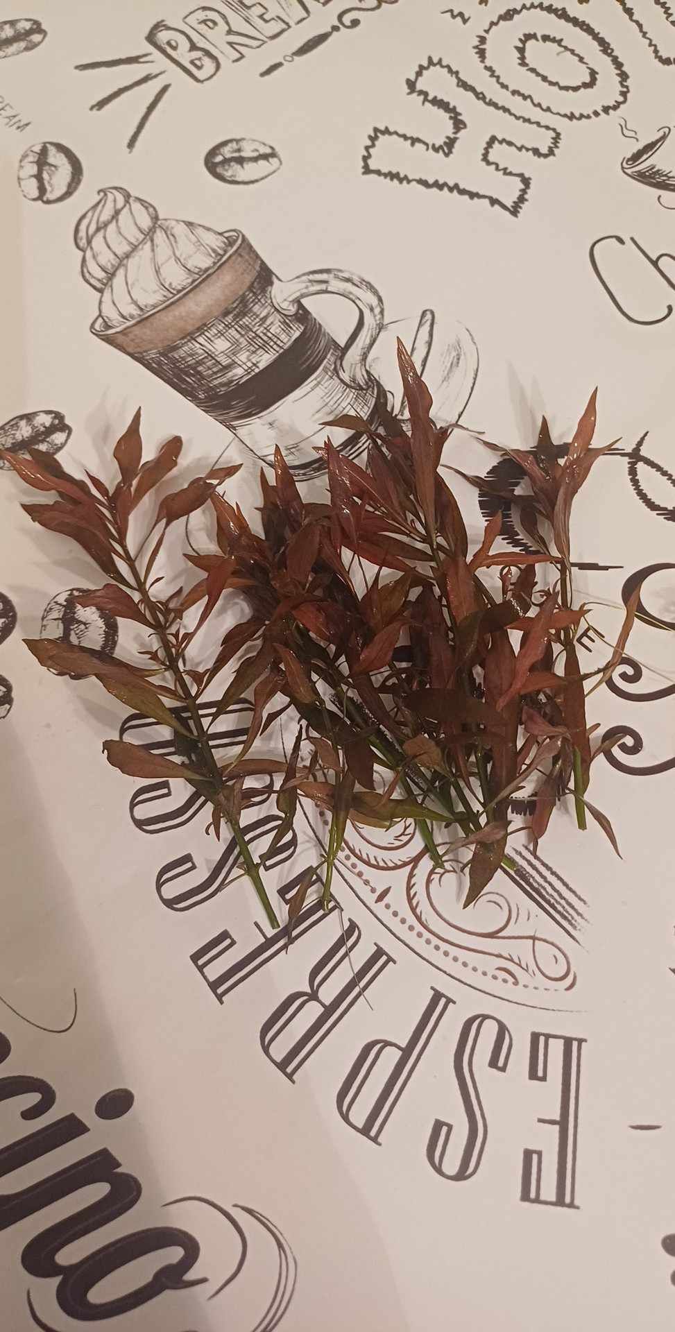 Ludwigia Repens Red. Hodowla roślin bez co2 . Bez głonów Wysyłka