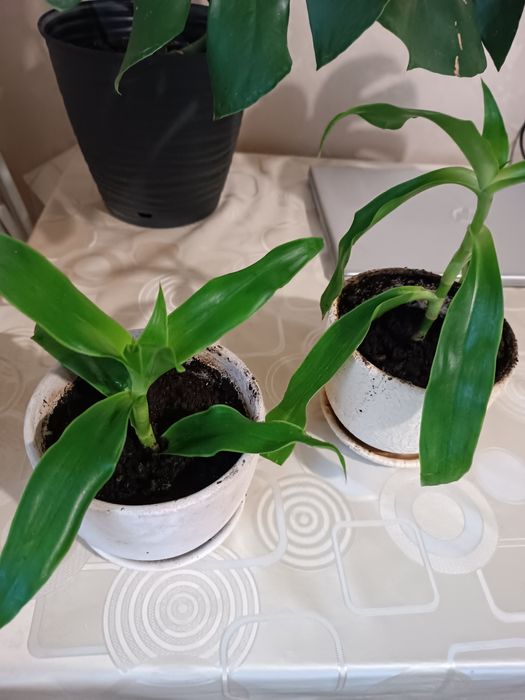 Золотий вус вазон черенки