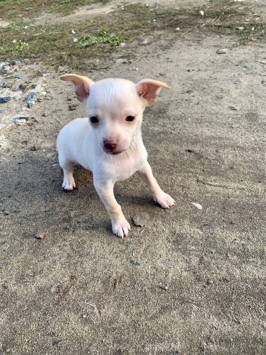 Яскраві Той-тер'єри