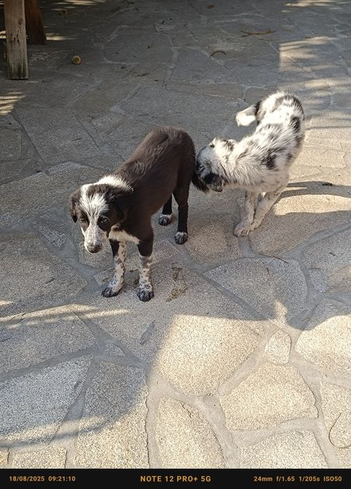 Border Collie pastor