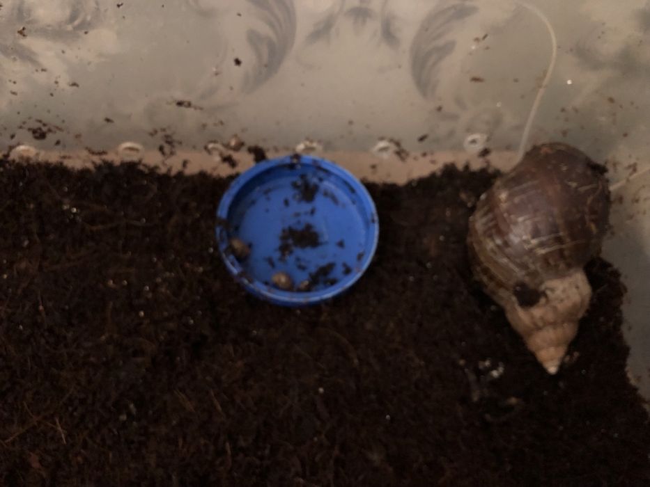 Улитки ахатинов отатдам