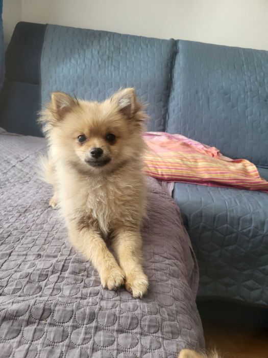 szpic miniaturowy pomeranian