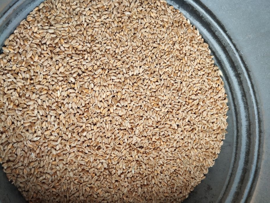 Pszenica ozima Opoka