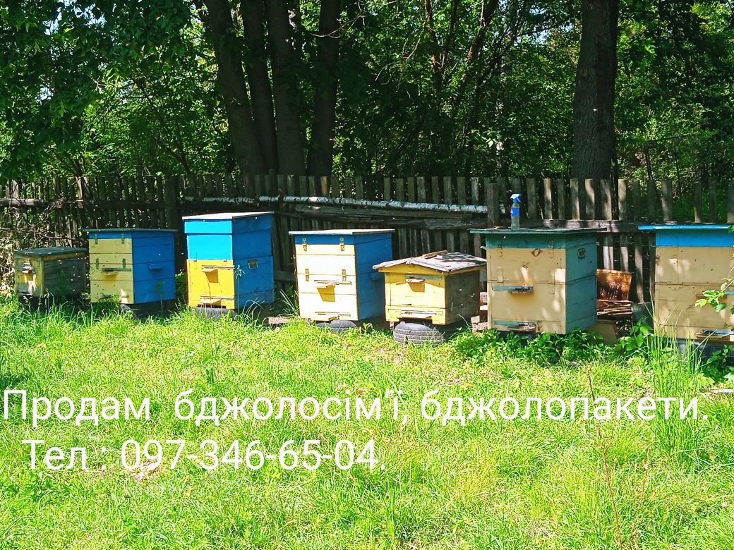 Продам бджоли з пасіки