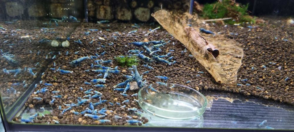 Krewetki Taiwan Deep Blue Bolt